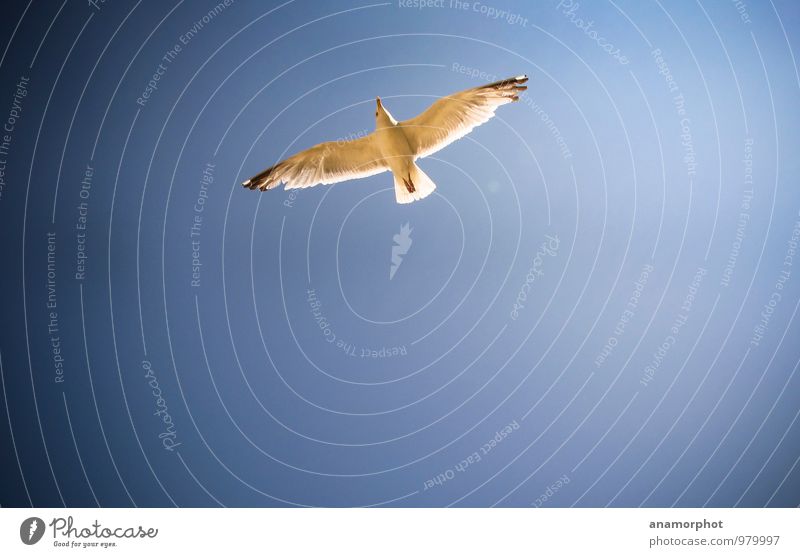 Möwe im Flug Natur Tier Himmel Wolkenloser Himmel Sonnenlicht Sommer Schönes Wetter Wind Meer Staint-Malo Vogel Flügel 1 blau Farbfoto Außenaufnahme