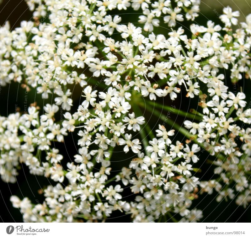 Blütenmeer weiß Blume schön Vielfältig vielfach mehrere Doldenblüte Doldenblütler Blumenstrauß Pflanze einzigartig blütchen häufig viele gleichförmig