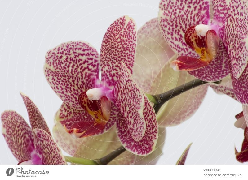 Orchidee Blüte Makroaufnahme Nahaufnahme schön lila-Orchidee rote-Orchidee