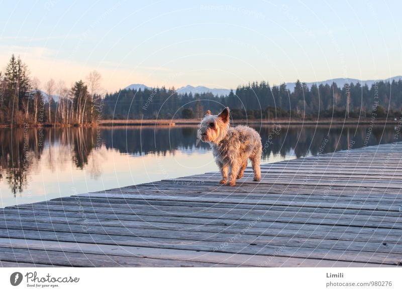 Hunde-Laufsteg Wohlgefühl Zufriedenheit Erholung Schwimmen & Baden Freizeit & Hobby Ferien & Urlaub & Reisen Ausflug Natur Landschaft Wasser Horizont Herbst