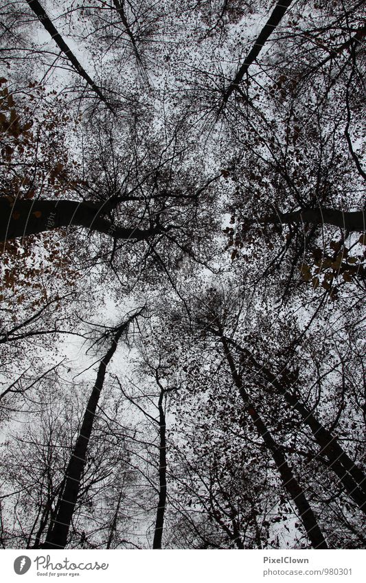 Endzeitstimmung Ferien & Urlaub & Reisen Tourismus wandern Landwirtschaft Forstwirtschaft Umwelt Natur Landschaft Tier Himmel Pflanze Baum Blatt Wald Holz