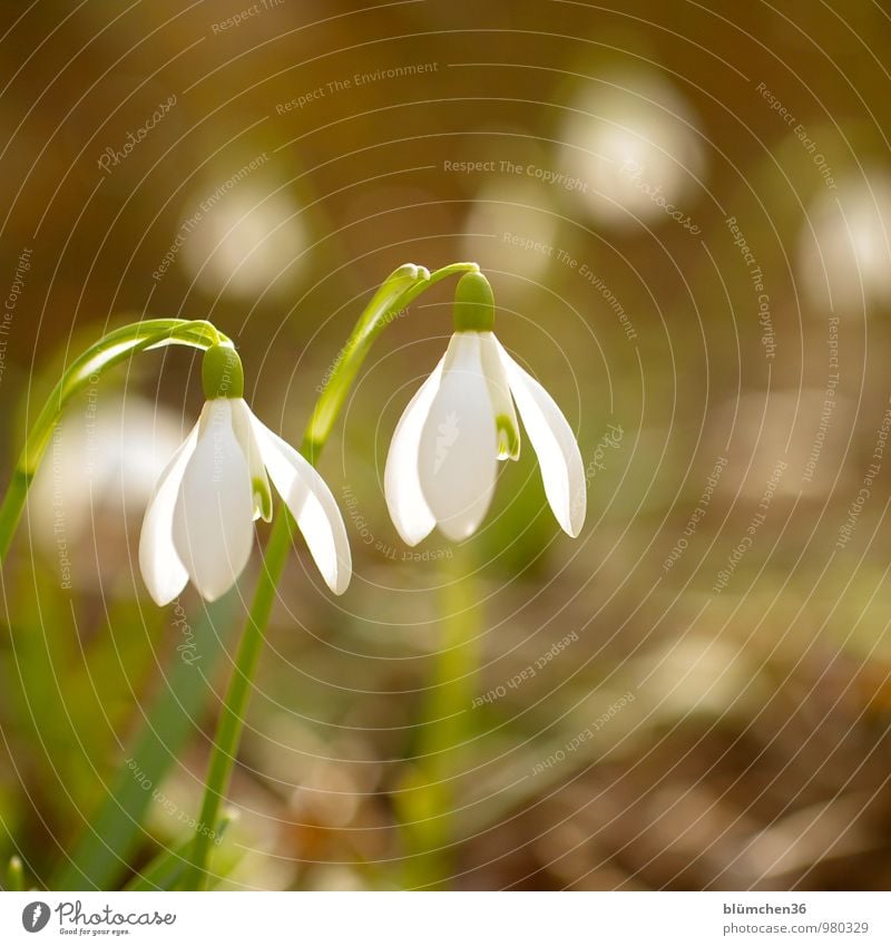 Frühlingsboten Natur Pflanze Blume Blüte Schneeglöckchen Amaryllisgewächse Giftpflanze Alkaloid Blühend stehen Wachstum schön Kitsch grün weiß Frühblüher