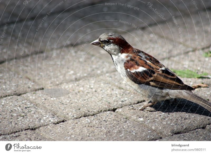 Sei gut zu Vögeln Straße Tier Vogel 1 Stein füttern Blick frech Spitze braun grau schwarz weiß Appetit & Hunger Metallfeder Farbfoto Außenaufnahme Menschenleer