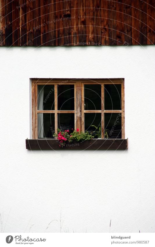 Steamy Windows Tourismus Berge u. Gebirge Haus Dekoration & Verzierung Topfpflanze Einfamilienhaus Gebäude Mauer Wand Fenster Stein Holz Glas beobachten braun