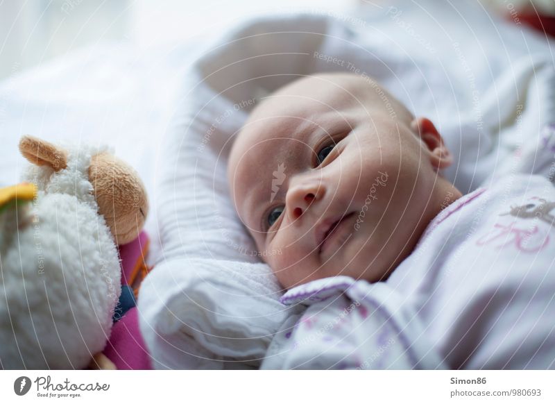 Ich und mein Schaf Mensch feminin Baby Kleinkind 1 0-12 Monate Stofftiere liegen Blick ästhetisch schön Neugier niedlich weiß Freude Glück Fröhlichkeit