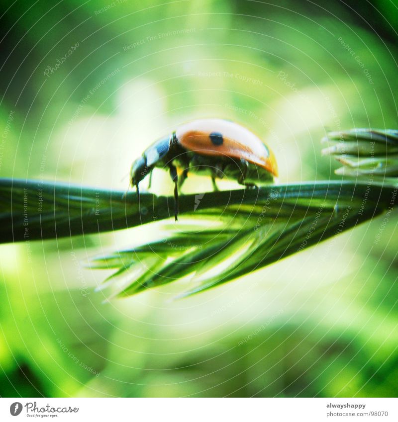 ich hasse tierfotos Marienkäfer Sommer Halm rot schwarz Quadrat Mitte Schädlinge krabbeln Käfer grasgrün Sonne happy Glück Punkt yippieyeah kreuchen fleuchen