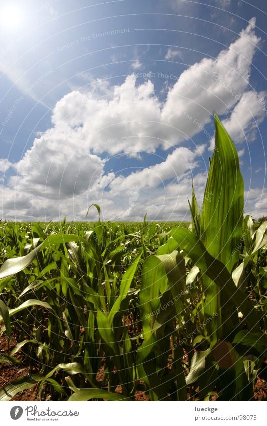 Heimische Yukapalmen-Plantage Gegenlicht Wolken Feld Sommer Himmel Mais