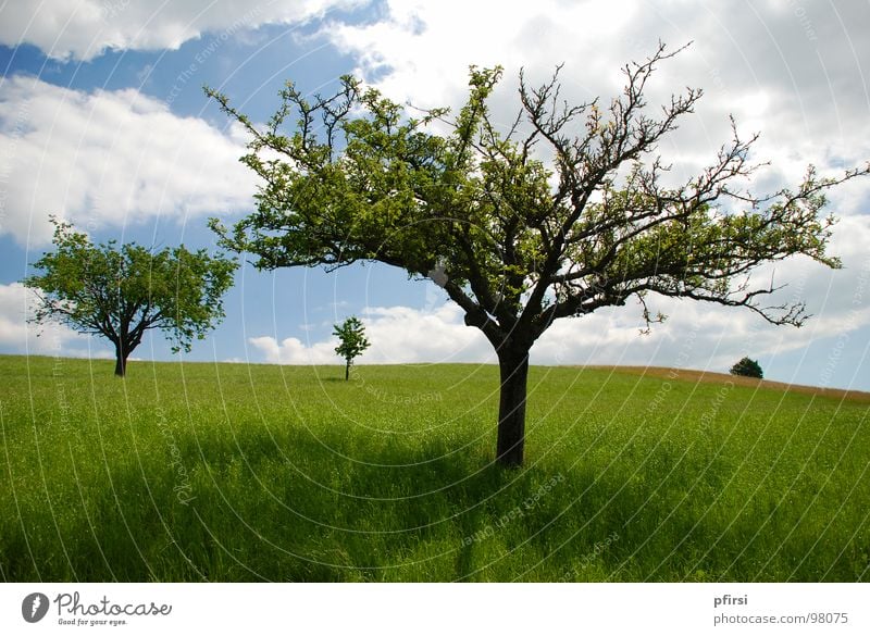 Familie Baum grün Frühling Sommer Fröhlichkeit Physik Feld Wiese Gras Wolken vorwärts Natur blau Sonne hell Wärme Himmel Größe hinter vorne Anordnung