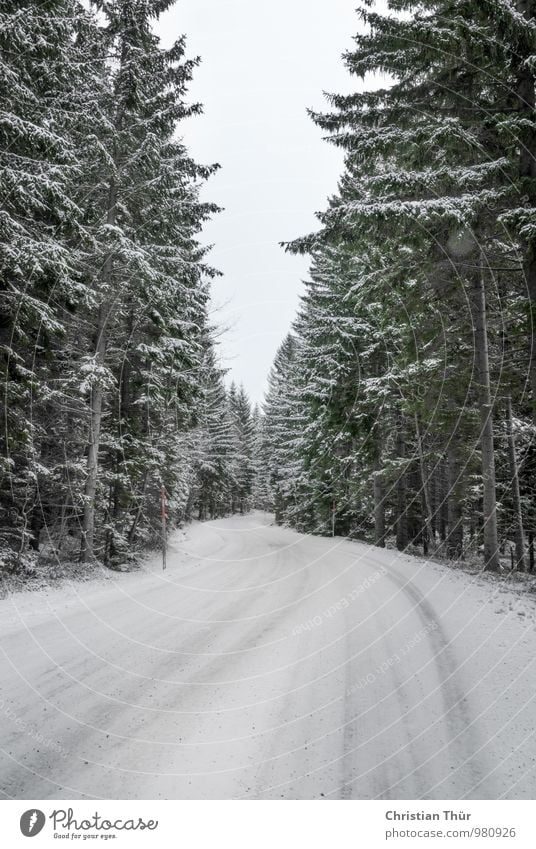 Winter in den Bergen harmonisch Zufriedenheit Sinnesorgane Erholung Schnee Berge u. Gebirge wandern Umwelt Natur Wolkenloser Himmel Eis Frost Baum Tannen Wald