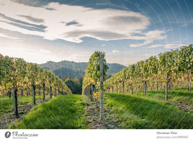 Weinlese / Spätherbst Wellness Leben harmonisch Zufriedenheit Sinnesorgane Erholung ruhig Meditation Ferien & Urlaub & Reisen Tourismus Ausflug Ferne Freiheit