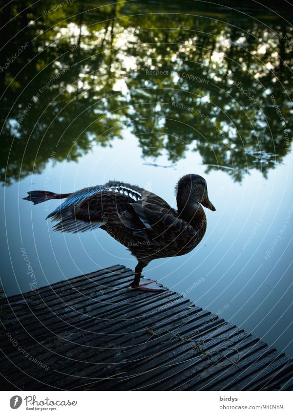 Yoga am Morgen Wasser Himmel Sommer Baum Teich See Wildtier Ente 1 Tier Bewegung stehen ästhetisch außergewöhnlich lustig positiv Zufriedenheit Gelassenheit