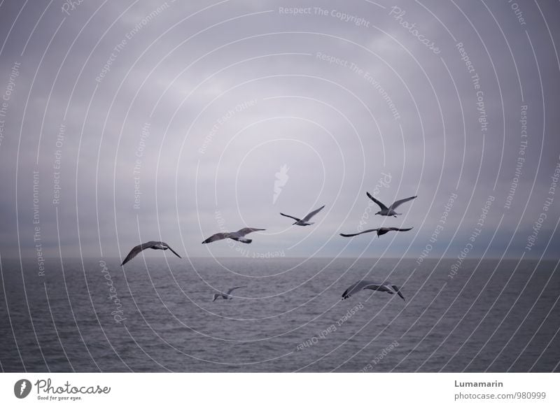 Gruppenreise Landschaft Himmel Wolken Horizont schlechtes Wetter Nordsee Tier Vogel Möwe Tiergruppe Schwarm fliegen Ferien & Urlaub & Reisen frei Unendlichkeit