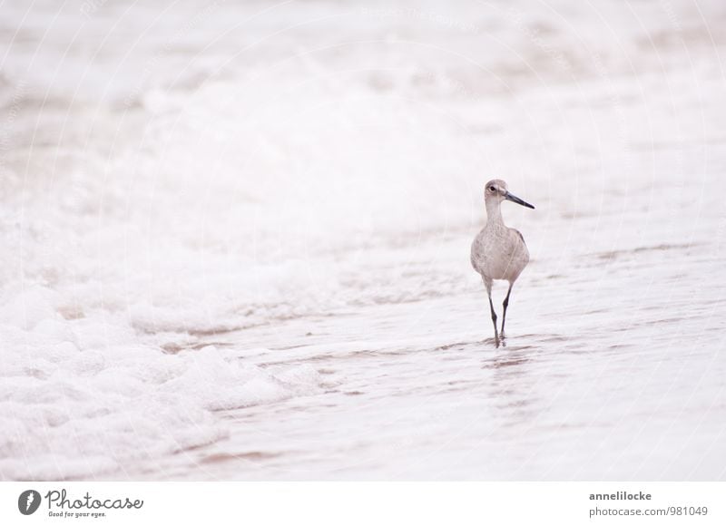 Strandspaziergang Ferien & Urlaub & Reisen Ferne Freiheit Sommer Meer Natur Wasser Wellen Küste Karibik Karibisches Meer Wildtier Vogel Schnepfenvögel 1 Tier