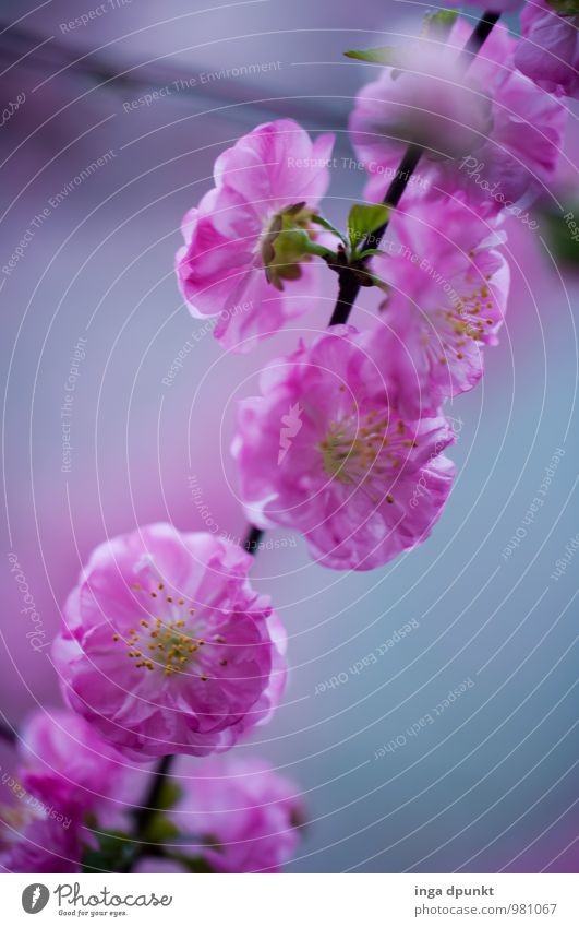 Pfirsichblüte Umwelt Natur Pflanze Baum Blüte Pfirsichblüten Pfirsichbaum Rosengewächse Garten Park Blühend schön rosa Gefühle Stimmung Frühlingsgefühle