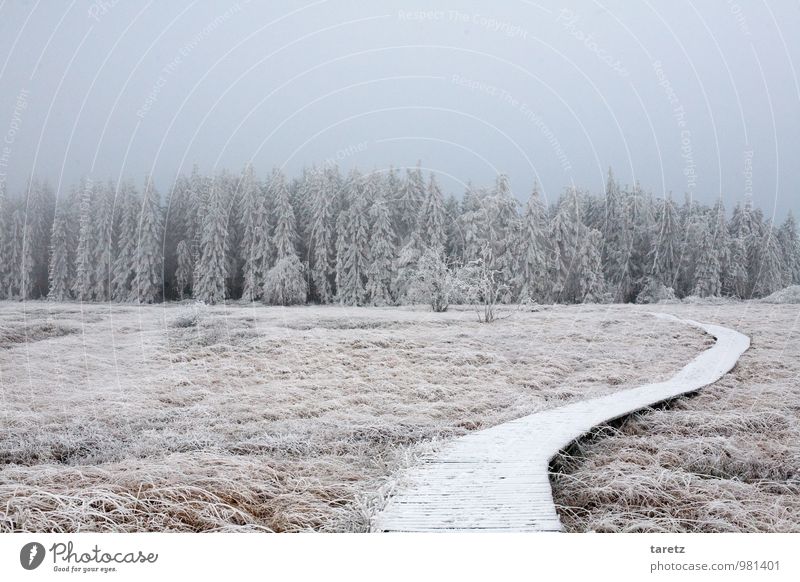 Weg in den Winterwunderwald Landschaft Wald ruhig Wege & Pfade ungewiss Zukunft Waldrand Holzweg Hoffnung Kurve Tanne Raureif Hohes Venn Moor Heide grau Nebel