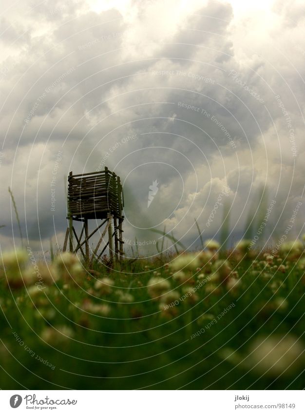 Hervorragend Hochsitz Froschperspektive Wolken ziehen gefährlich dunkel Jäger Klee Wiese unten Holz Wachstum Blüte Blume Pflanze Regen Gras grün Unschärfe Reh