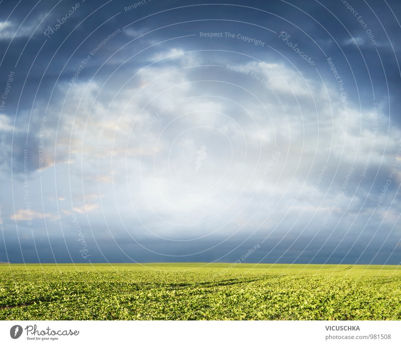 Grünes Feld und bewölkter Himmel Design Sommer Natur Pflanze Wolken Horizont Frühling Herbst Gewitter Nutzpflanze Wiese springen Hintergrundbild Landschaft