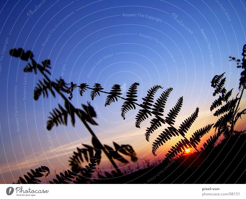 Silhouette Farn grün Farnblatt Sporen Sporenpflanze Pflanze Waldpflanze Bodendecker schwarz typisch Außenaufnahme mehrfarbig Landschaft Jahreszeiten Sommer Park