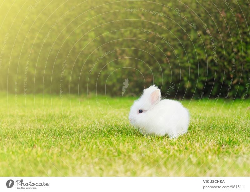 kleines weißes Häschen auf Rasen im Garten Stil Freizeit & Hobby Sommer Baby Natur Pflanze Tier Frühling Schönes Wetter Park Wiese Haustier Nutztier 1 springen