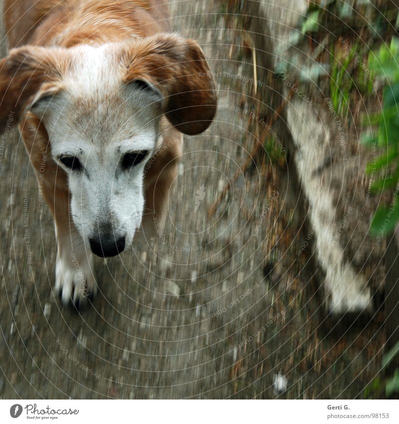 I'm walking Hängeohr Hund Dackel Mischling grau braun Gartenweg gehen Pfote Bewegungsunschärfe Gras Asphalt Trauer Tier Vergänglichkeit Verzweiflung kora