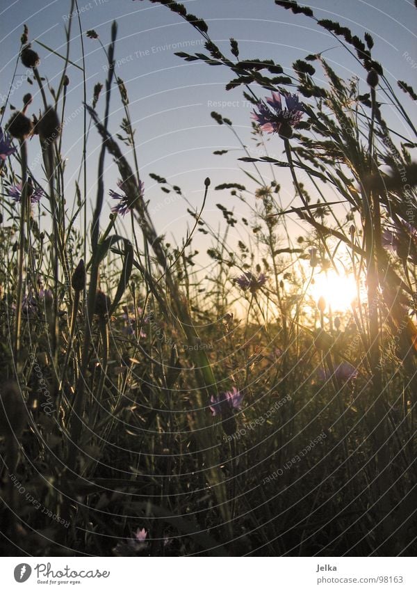 sommerendzeitstimmung Sommer Sonne Natur Pflanze Blume Gras Wiese Feld Ende Kornblume Blumenwiese Sonnenuntergang palns kornblumenfeld flower meadow flowers