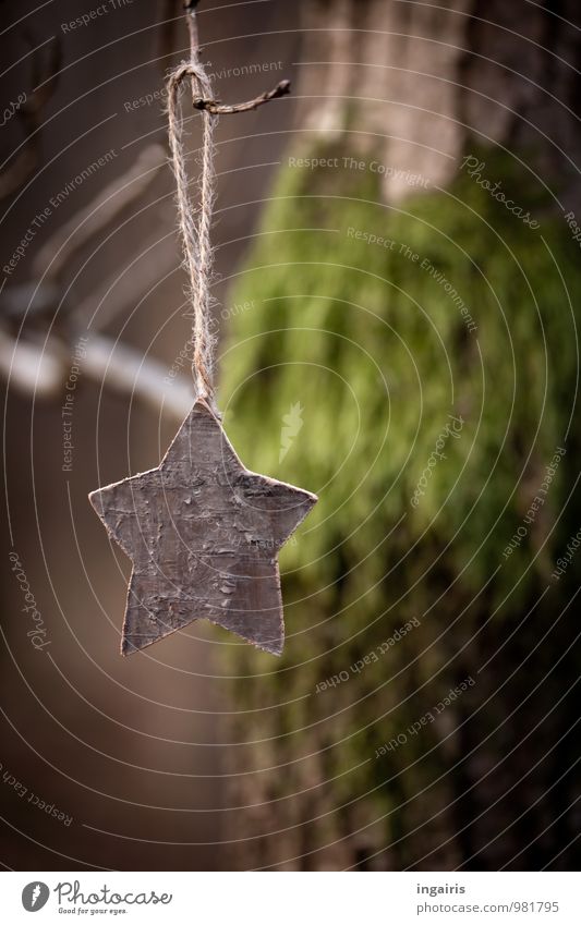 Sternchen am Ästchen Weihnachten & Advent Natur Pflanze Baum Moos Baumstamm Baumschmuck Baumrinde Ast Park Wald Holz Stern (Symbol) hängen dehydrieren natürlich