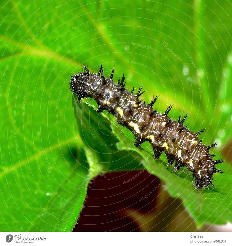 Raupe des Landkärtchen_Araschnia_levana schwarz grün stachelig stechen Schmetterling Sommer Frühling krabbeln Insekt Tier Nordwalde Makroaufnahme Nahaufnahme