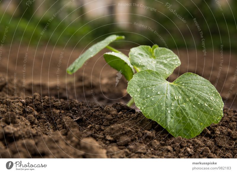 urban gardening Lebensmittel Gemüse Salat Salatbeilage Ernährung Lifestyle Gesundheit Gesunde Ernährung Fitness Wohlgefühl Zufriedenheit Freizeit & Hobby