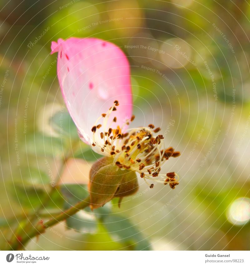 Das letzte Blütenblatt Rose Blume Frühling Herbst Nahaufnahme Pflanze Blütenknospen