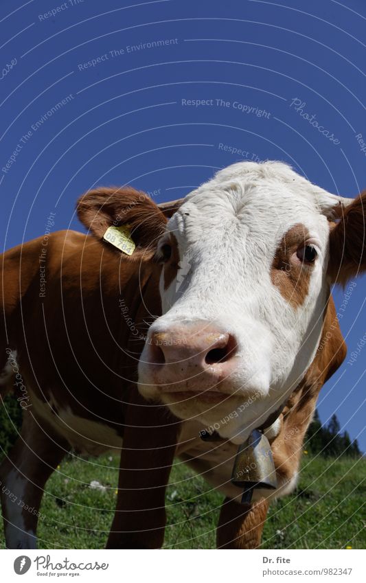 Lotte Natur Sommer Schönes Wetter Gras Berge u. Gebirge Tier Nutztier Kuh 1 Fressen blau braun grün weiß Gelassenheit Farbfoto Außenaufnahme Textfreiraum oben