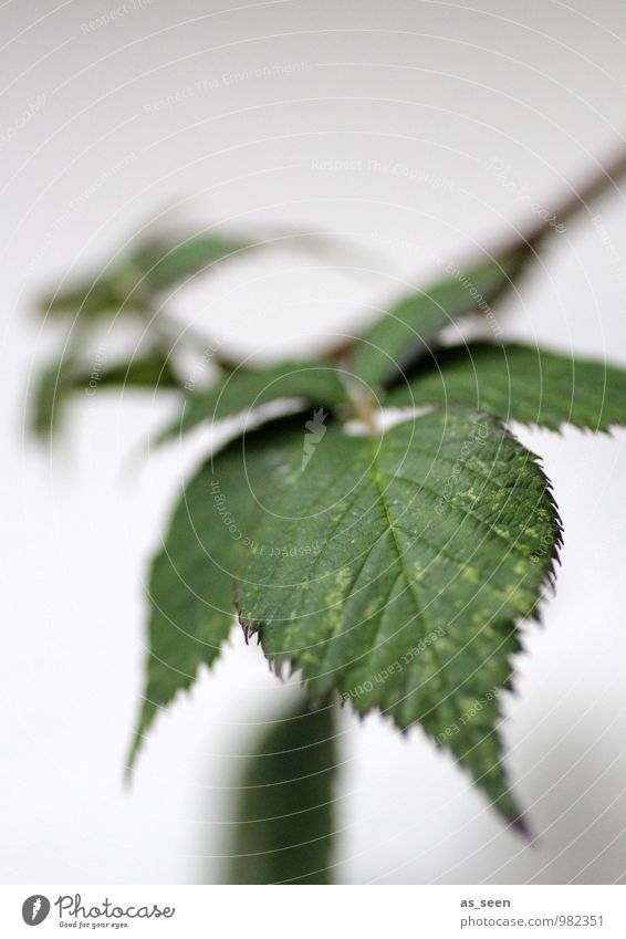 Brombeerblätter Frucht Brombeeren Alternativmedizin Garten Natur Pflanze Blatt Brombeerbusch hängen Wachstum authentisch einfach natürlich Spitze stachelig grün