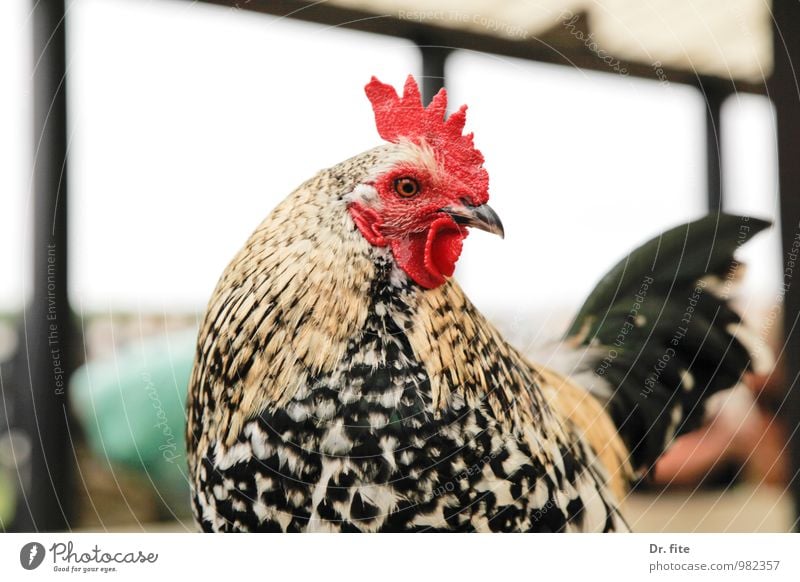 Neues aus Uhlenbusch Bauernhof Stall Tier Nutztier Vogel Hahn Gockel 1 beobachten Blick rot schwarz weiß Zufriedenheit Gelassenheit Farbfoto Nahaufnahme