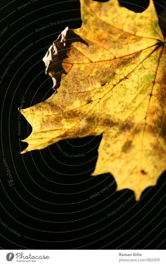 Herbstblatt Natur Pflanze Blatt braun gelb schwarz Farbfoto Außenaufnahme Detailaufnahme Makroaufnahme Textfreiraum unten Hintergrund neutral Abend Dämmerung