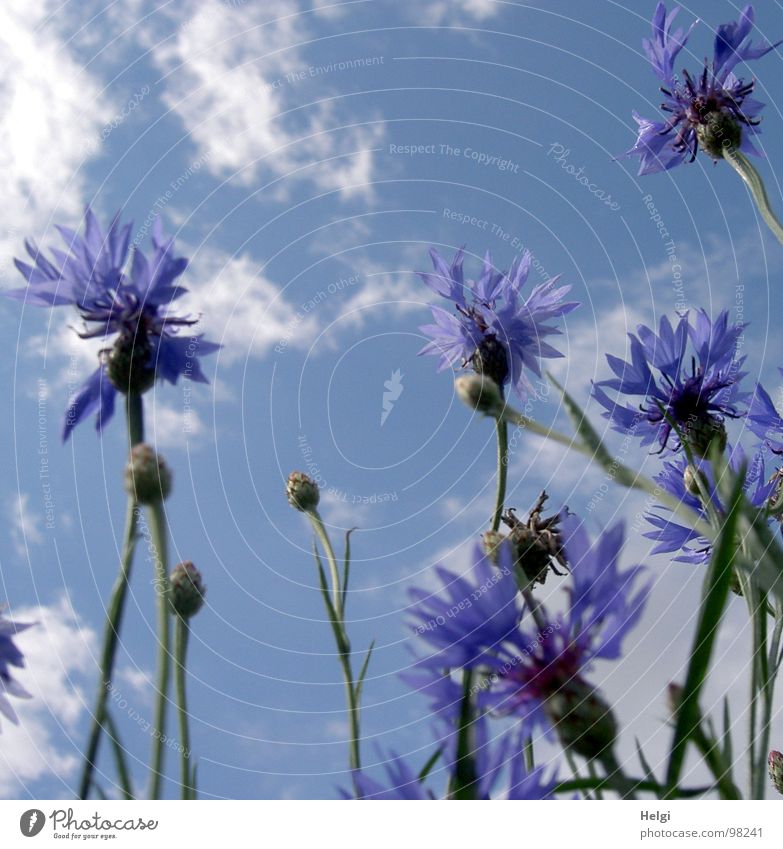 Blüten und Knospen von Kornblumen vor blauem Himmel mit Wolken Blume Blütenblatt Stengel weiß Feld Straßenrand Sommer Juli Blühend stehen Vergänglichkeit