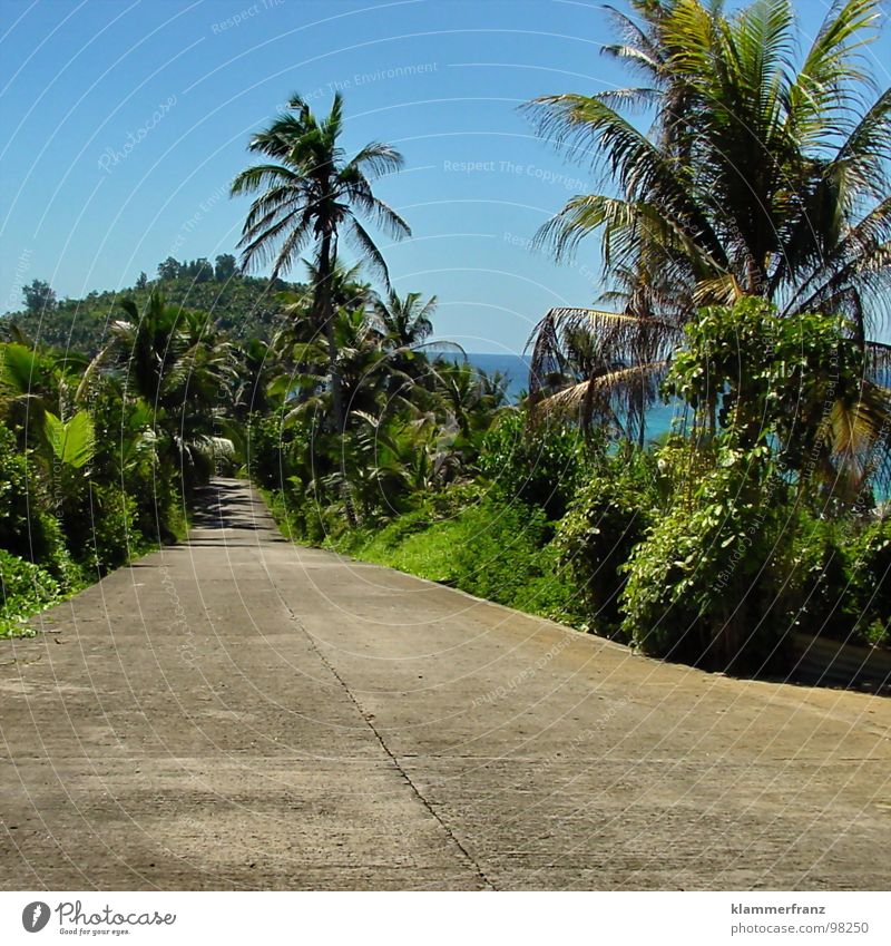 Lebst Du schon oder staust Du noch? Ferien & Urlaub & Reisen Palme Hoffnung Himmel schlechtes Wetter ruhig Einsamkeit Gelassenheit Landschaft Weitwinkel grün