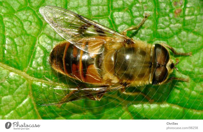 Grosse Schwebfliege 05 Wespen Schweben gelb schwarz grün Insekt Tier Sommer Gliederfüßer Zweiflügler Biene Vogelperspektive Nordwalde Makroaufnahme Nahaufnahme