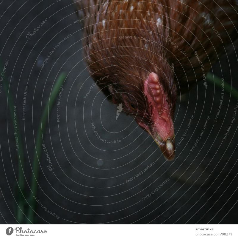 Korn oder Gras? Haushuhn Vogel Haustier Bauernhof PutPut Gerechte Tierhaltung Freilaufend und glücklich Eierlegen