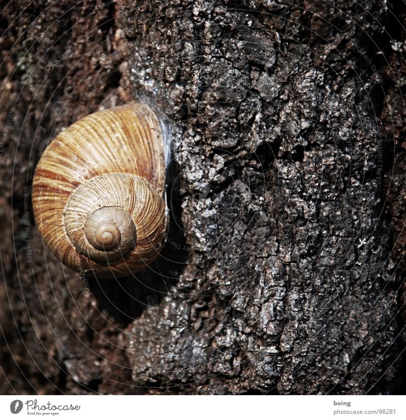 Schnecke Weinbergschnecken Schneckenhaus 8 Sommerpause Baumrinde Weichtier Umweltschutz Schutz Gastronomie Sicherheit Trockenschlaf Helix verkriechen