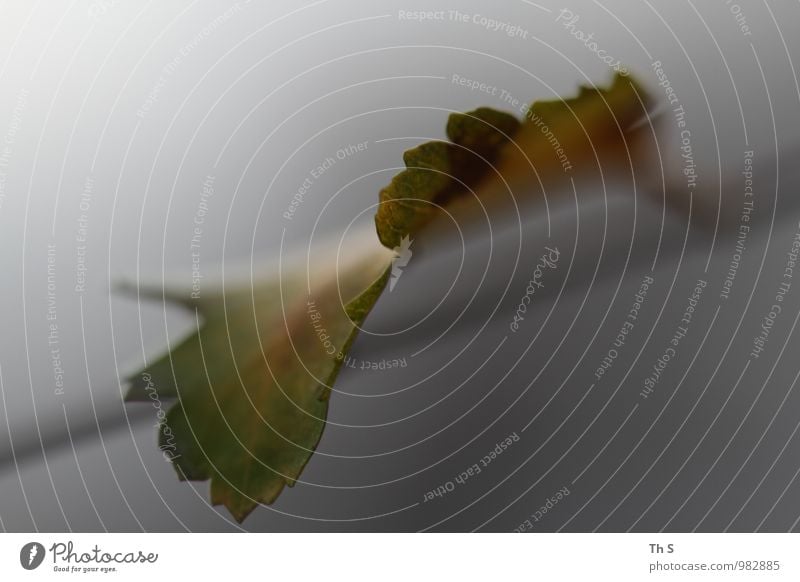 Blatt Umwelt Natur Pflanze Herbst Blühend verblüht ästhetisch authentisch einfach elegant natürlich Gefühle Stimmung Zufriedenheit Gelassenheit geduldig ruhig