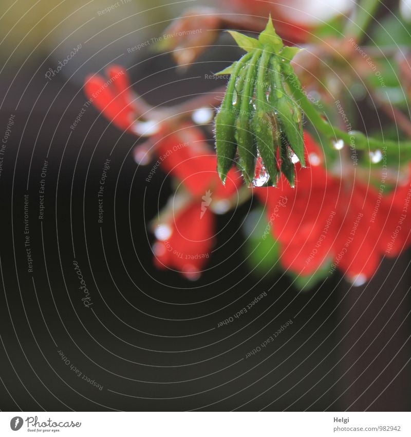 Sommerblümchen... Umwelt Natur Pflanze Wassertropfen Regen Blume Blüte Blütenknospen Pelargonie Garten Blühend glänzend hängen Wachstum ästhetisch authentisch