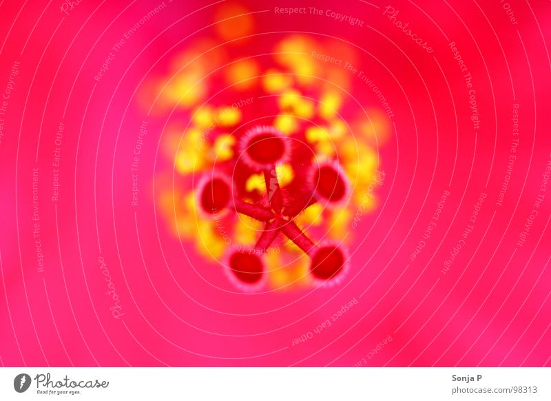 Farbrausch Blüte rosa Sommer Hibiscus Staubfäden gelb Unschärfe Tiefenschärfe tauchen Blume abstrakt Freude Makroaufnahme Farbe psychodelisch Natur Garten