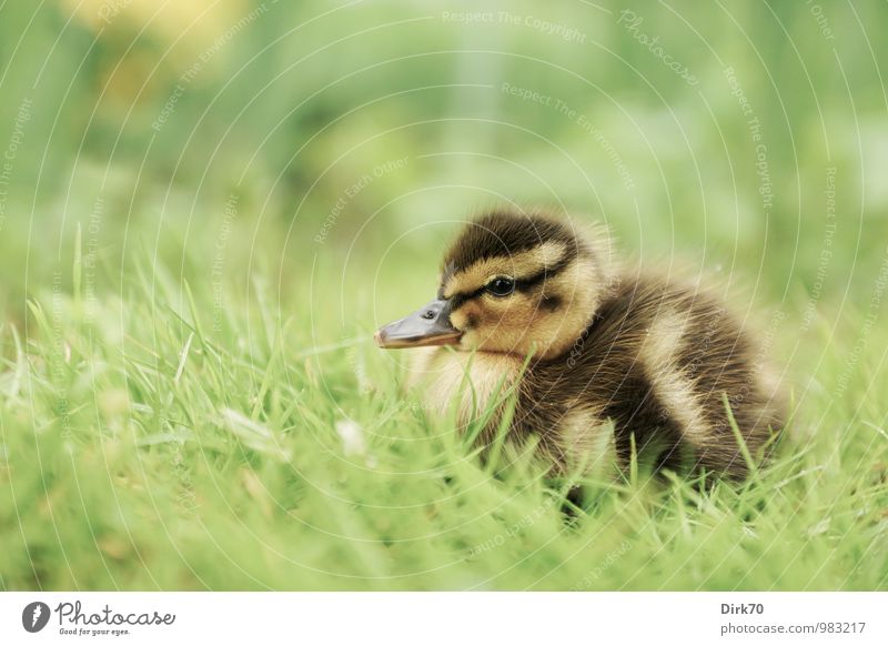 Allein im Gras Natur Tier Pflanze Grünpflanze Wiese Wildtier Vogel Ente Stockente Küken Entenküken 1 Tierjunges sitzen Wachstum Freundlichkeit kuschlig klein