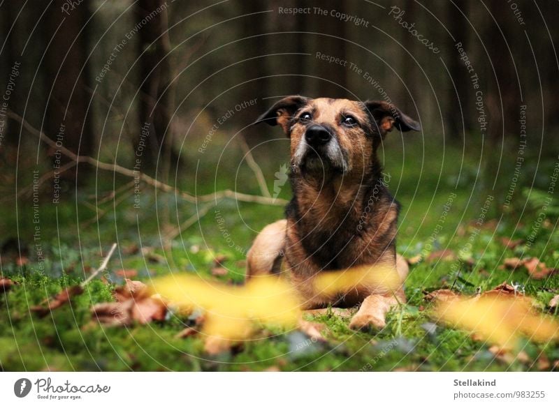 Waldzauber Natur Herbst Moos Tier Haustier Hund Fell 1 natürlich braun gelb grün schwarz Stimmung Tierliebe Treue ruhig Mischling verträumt Farbfoto