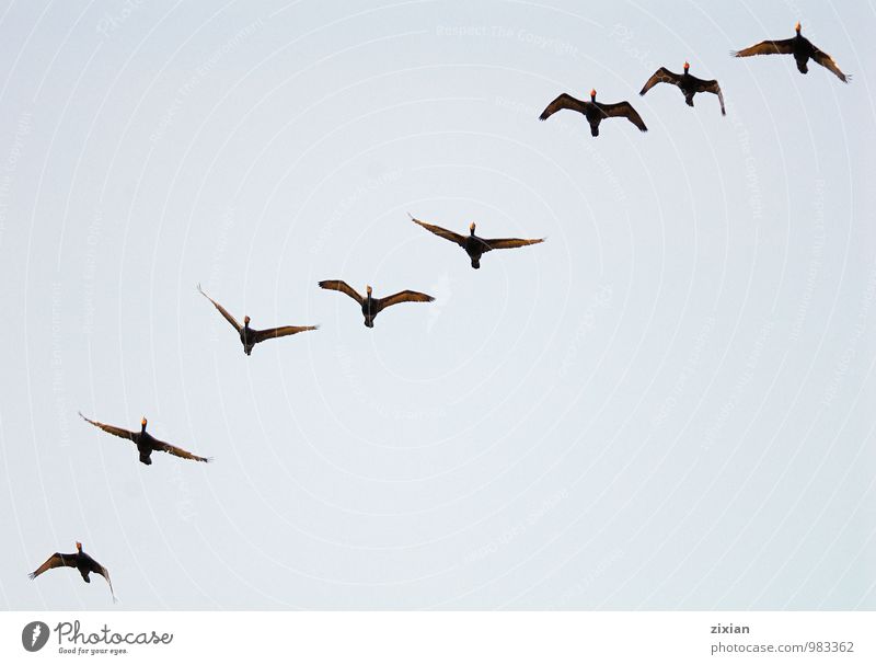 Doppelhaubenscharbe Tier Wildtier Vogel Fliege Tiergruppe seriös Freude Team Teamwork Überleben Farbfoto Luftaufnahme Muster Menschenleer Freisteller