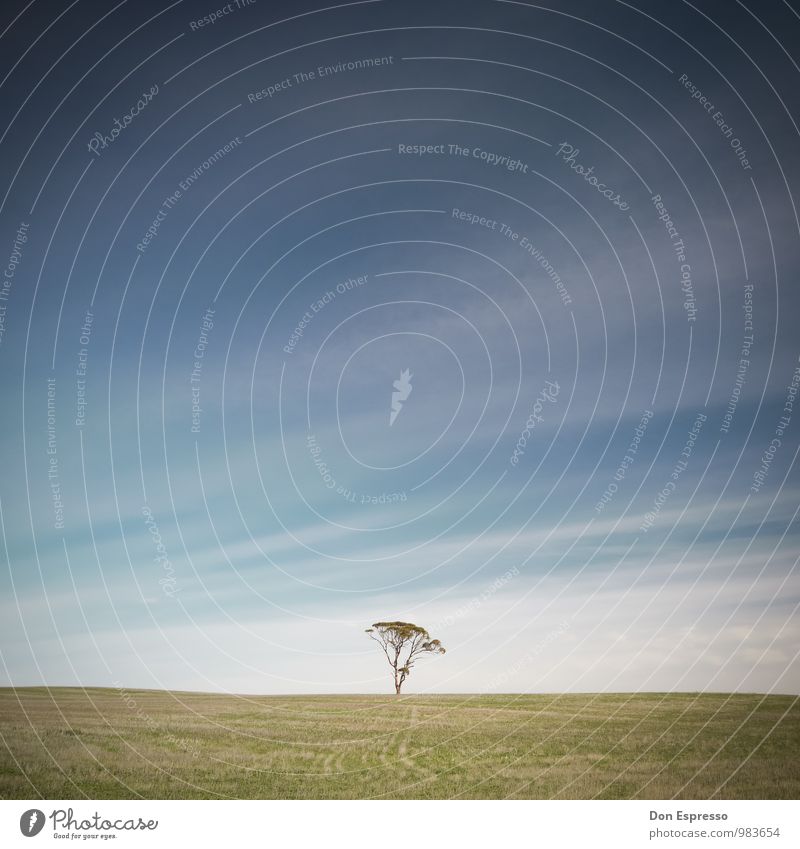 Zen harmonisch Zufriedenheit ruhig Meditation Ferne Freiheit Sommer Himmel Wolken Baum Wiese einfach frei Unendlichkeit blau grün Stimmung Gelassenheit