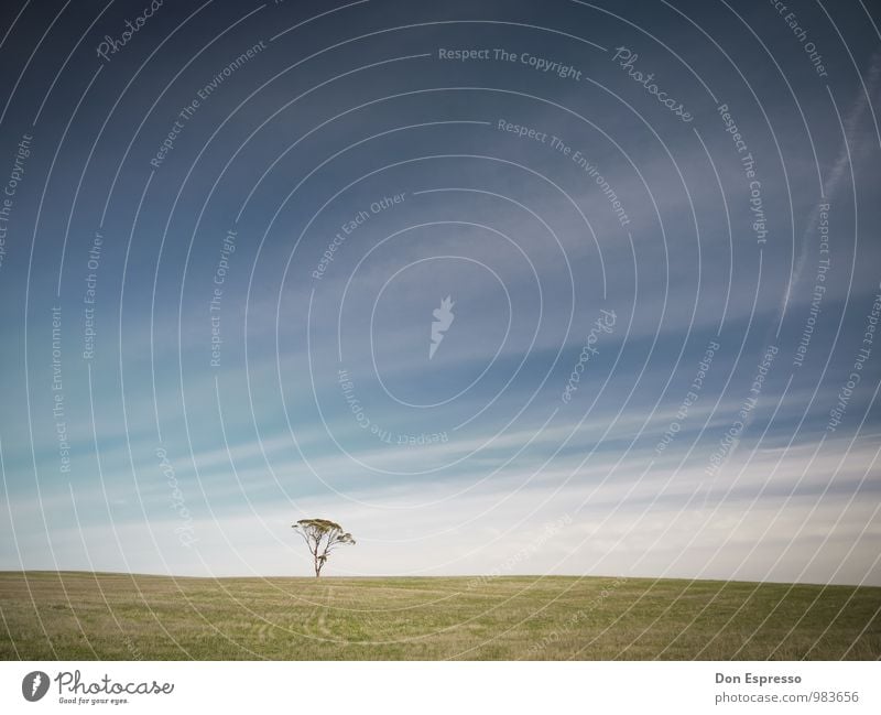 Zen II ruhig Meditation Himmel Baum Wiese Linie Einsamkeit Außenaufnahme Menschenleer Textfreiraum oben