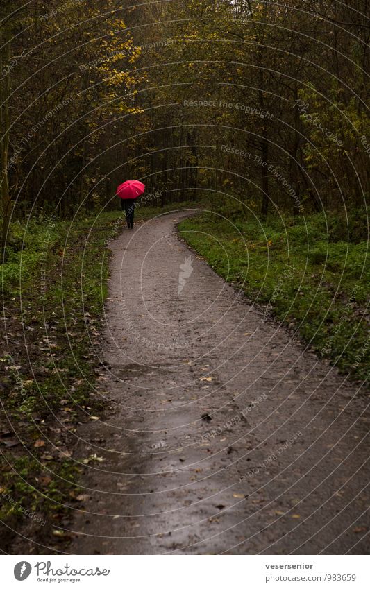 roter regenschirm Mensch 1 Natur Herbst Regen Wald Denken Erholung gehen laufen dunkel nass Einsamkeit ruhig Wege & Pfade Farbfoto Gedeckte Farben Außenaufnahme