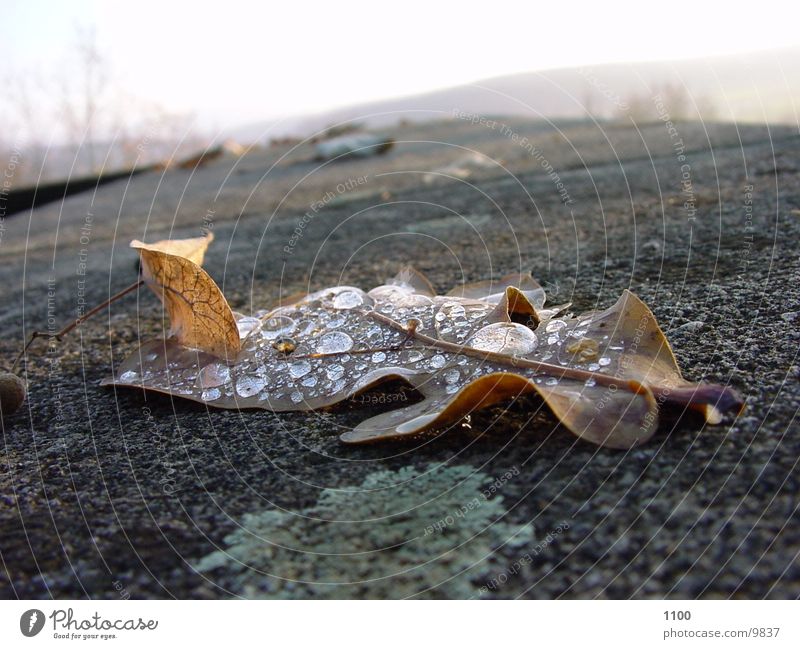 blatt Blatt Licht Herbst Wassertropfen Natur binden vertrocknet