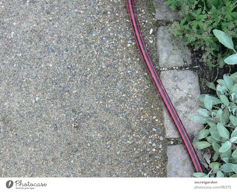 geschlaucht Wasserschlauch biegen Wegrand Pflanze Park Kies Kieselsteine Sträucher gestreift interessant rot grün Vogelperspektive Blatt Sommer Gartenarbeit