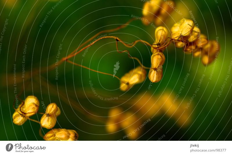 Zittergras Gras Pflanze Wachstum gedeihen grün Unschärfe Ähren trocken Ziergras Süßgras Feld Wiese Kultur Lebewesen herzförmig schmal Oval Stengel Blüte Wellen